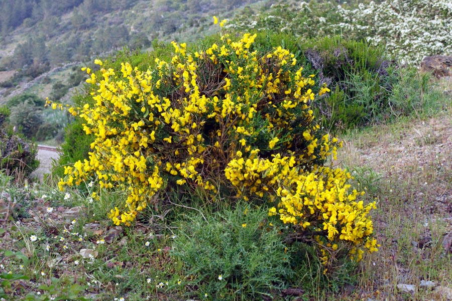 Cytisus scoparius